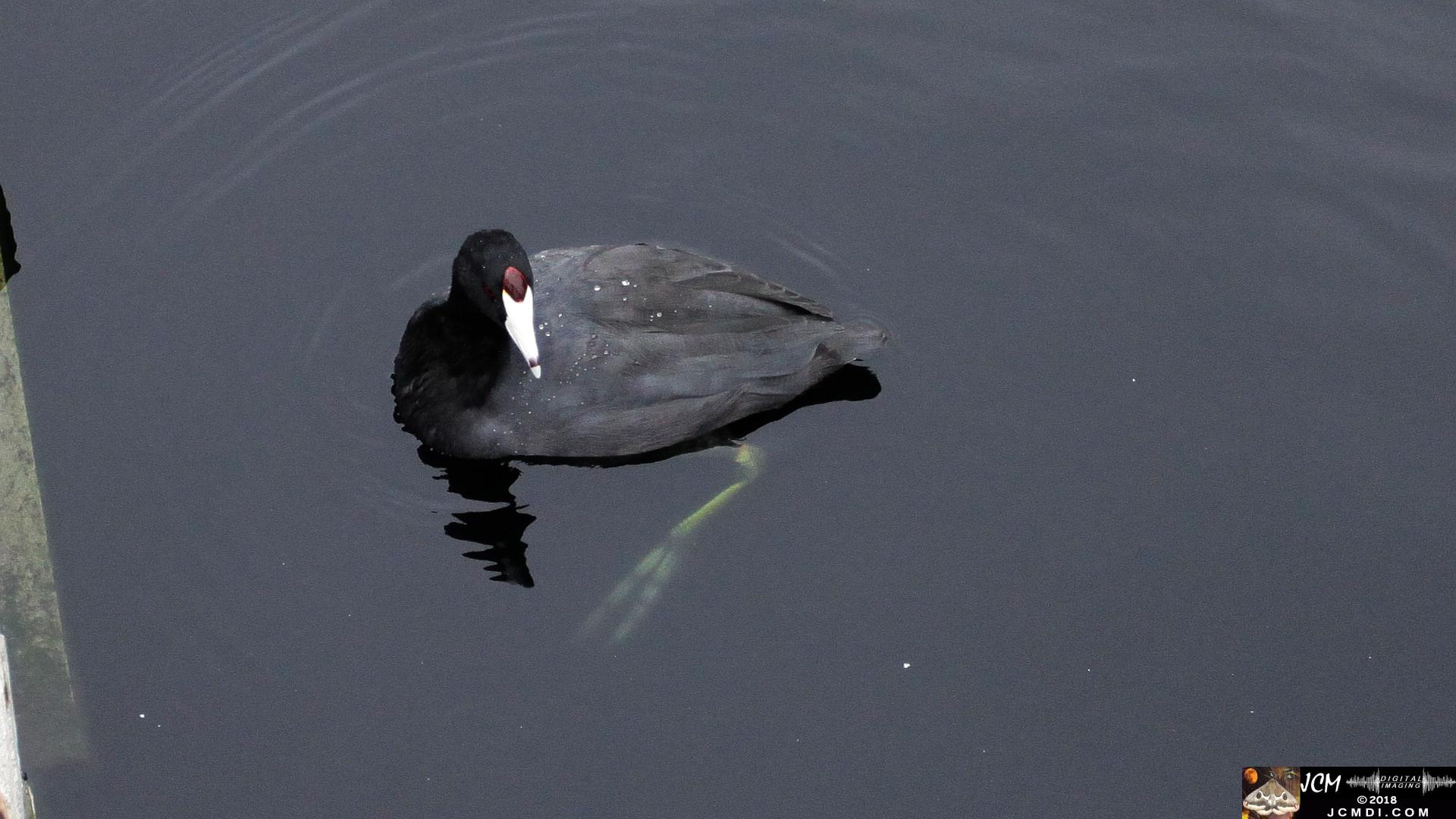 A Coot at Bridgeport in Saugus, CA